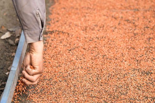 新華全媒 丨開播 大糧倉 黑龍江春播生產拉開序幕